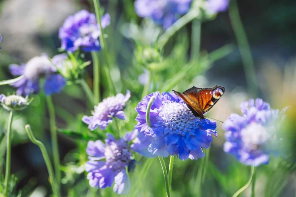 Motýl Sedící Kavkazské Kavkazské Květině Pinčových Polštářů Kosatec Kvetoucí Ornamentální — Stock fotografie
