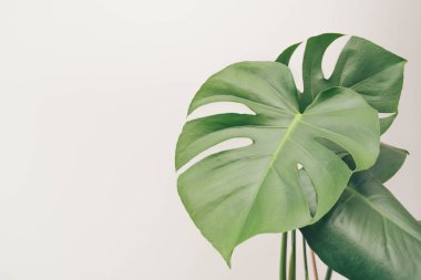 Tropik orman canavarı, beyaz arka planda izole İsviçre Peynir Bitkisi 'ni yapayalnız bırakır.