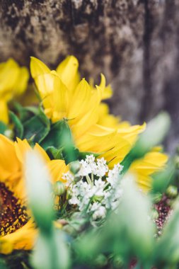 Ahşap arka planda izole edilmiş yabani çiçek buketini kapatın. Yaz çiçekleri arka planı.