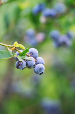 Bahçedeki Siyah frenk üzümü Şubesi