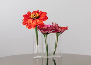 Beyaz arka planda izole vazolarda Gerbera çiçeklerinin yaratıcı minimalist bileşimi