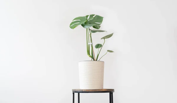 Green monstera. Swiss cheese plant potted in white pot isolated on a wooden table in the room with white wall, copy space. Day light.