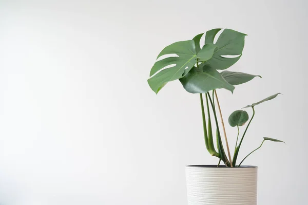 Green monstera. Swiss cheese plant potted in white pot isolated on a wooden table in the room with white wall, copy space. Day light.