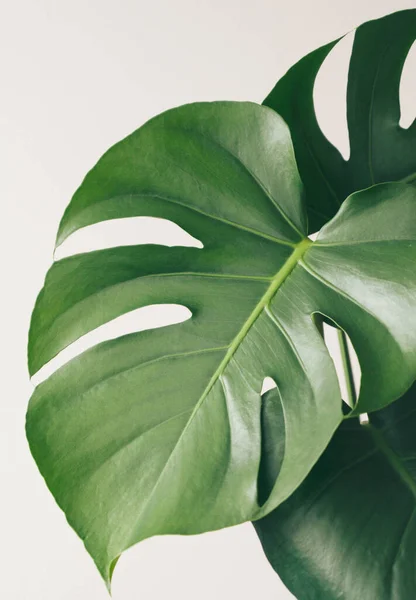 Tropical jungle Monstera leaves isolated, Swiss Cheese Plant, isolated on white background