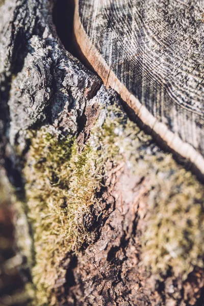 Houttextuur Van Oude Gekapte Boomstam Houten Ondergrond — Stockfoto