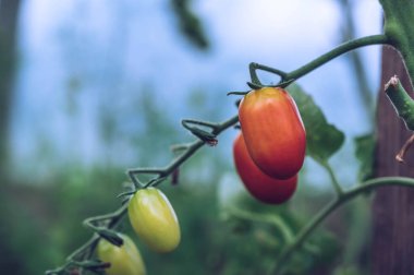 Seradaki dalda taze kiraz domatesleri 