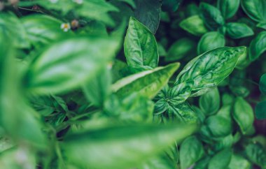 Taze yeşil fesleğen yapraklarını kapatın. Yeşil gıda arka planı.