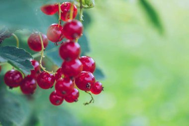 Bulanık yeşilliğin arka planında kırmızı frenk üzümü dalı.