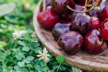 Tahta tepside kiraz manzarası. Ahşap arkaplanda organik kiraz meyveleri