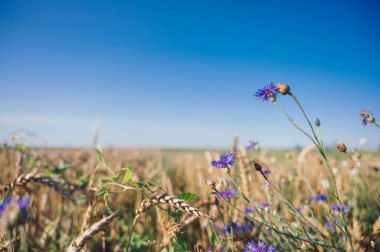 Çiçeklerin en üst görüntüsü. Çiçek arkaplanı.