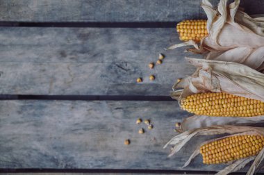 Koyu ahşap desenli masaya bırakılmış olgun çiğ mısır koçanları. Sağlıklı yaz yemekleri konsepti. Taze pişmemiş mısır koçanı. Temiz yeme alışkanlıkları. Üst görünüm