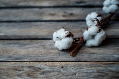 Ahşap arka planda kurumuş beyaz pamuklu çiçek. Kapat, boşluğu kopyala