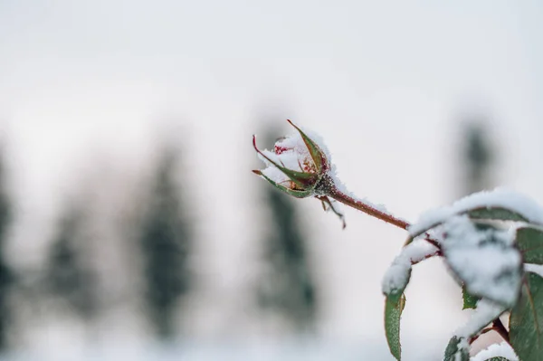 Κοντινό Πλάνο Του Τριαντάφυλλου Που Καλύπτεται Πρώτο Χιόνι Χειμώνα — Φωτογραφία Αρχείου