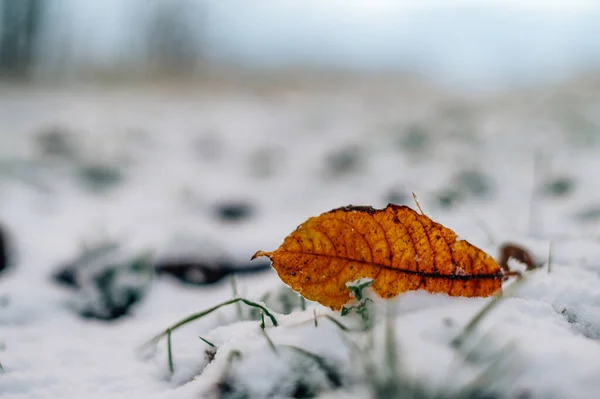 Bunte Orangefarbene Herbstblätter Ersten Schnee — Stockfoto