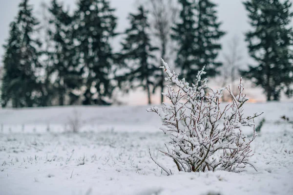 Χειμερινή Φύση Φόντο Φυτά Που Καλύπτονται Πρώτο Χιόνι — Φωτογραφία Αρχείου