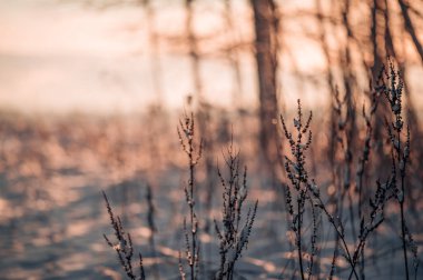 Kışın gün batımında kuru çimen çiçeği. Kış manzarası.