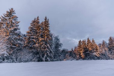 Güneşli bir kış sabahı. Gündoğumunda kış ormanı.