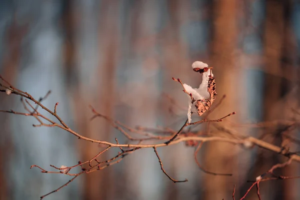 Neve Branca Uma Árvore Nua Ramifica Dia Inverno Gelado Feche — Fotografia de Stock