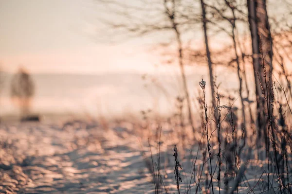 Ξηρό Λουλούδι Γρασίδι Χειμώνα Στο Ηλιοβασίλεμα Χειμερινό Τοπίο — Φωτογραφία Αρχείου
