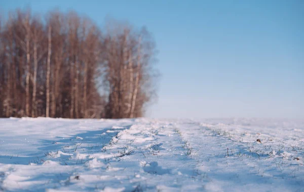 Ηλιόλουστο Πρωινό Χειμώνα Χειμερινό Δάσος Την Ανατολή — Φωτογραφία Αρχείου
