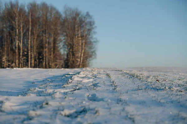 Солнечное Зимнее Утро Зимний Лес Рассвете — стоковое фото