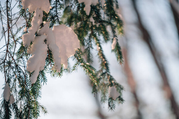 Ветка заснеженного дерева на закате. Зимний пейзаж.