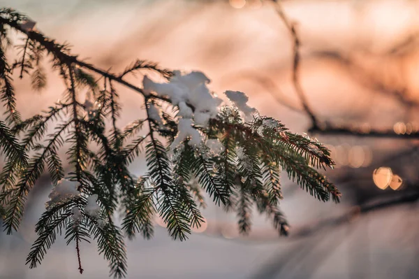 Χιονισμένο Κλαδί Δέντρου Ηλιοβασίλεμα Χειμερινό Τοπίο — Φωτογραφία Αρχείου