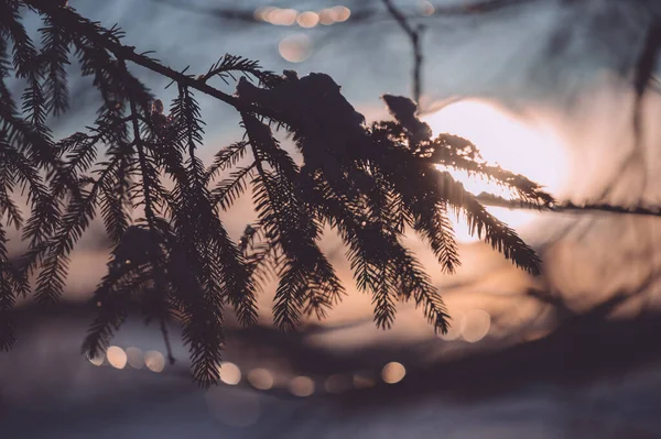 눈덮인 가지들이 풍경의 — 스톡 사진