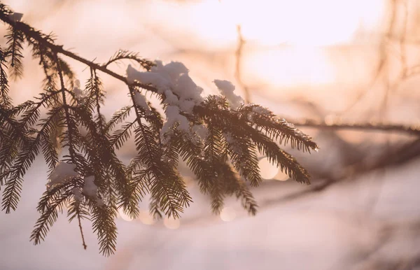 Χιονισμένο Κλαδί Δέντρου Ηλιοβασίλεμα Χειμερινό Τοπίο — Φωτογραφία Αρχείου