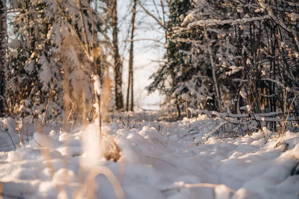 Λευκό Χιόνι Γυμνά Κλαδιά Δέντρων Μια Παγωμένη Χειμωνιάτικη Μέρα Κλείστε — Φωτογραφία Αρχείου
