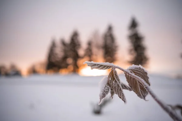 Δέντρα Χειμώνα Στο Ηλιοβασίλεμα — Φωτογραφία Αρχείου
