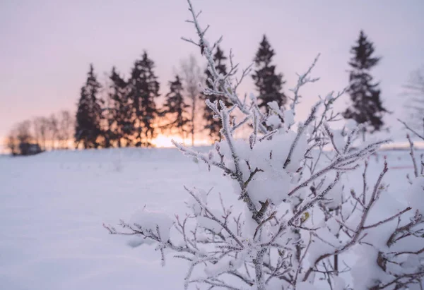 Λευκό Χιόνι Γυμνά Κλαδιά Δέντρων Μια Παγωμένη Χειμωνιάτικη Μέρα Κλείστε — Φωτογραφία Αρχείου