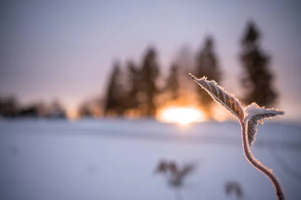 Гілки Дерев Взимку Заході Сонця — стокове фото