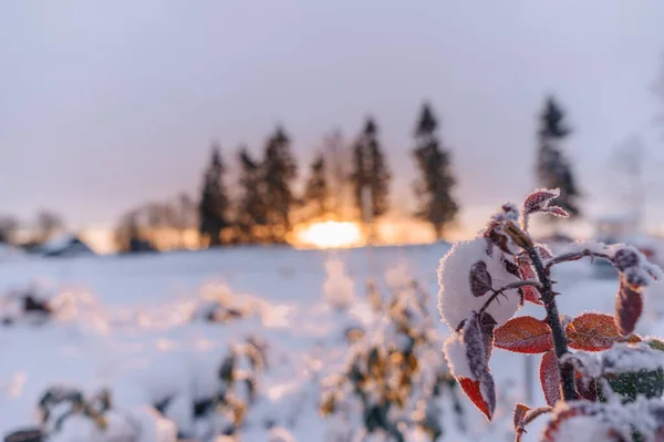 Δέντρα Χειμώνα Στο Ηλιοβασίλεμα — Φωτογραφία Αρχείου