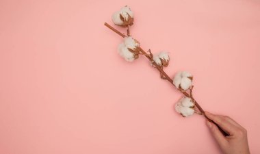 Pembe arka planda pamuk çiçekli bir dal tutan kadın, kapat.