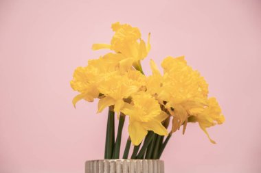 Sarı Renkli Nergis Çiçeği. Pembe arka planda izole edilmiş vazodaki sarı narsisli