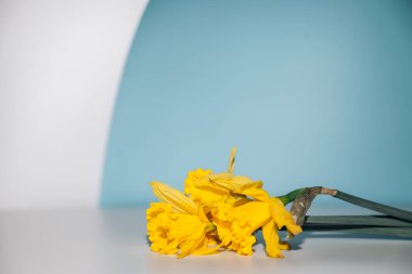 Beyaz ve mavi arkaplanda nergis çiçekleri olan bahar Paskalya arkaplanı