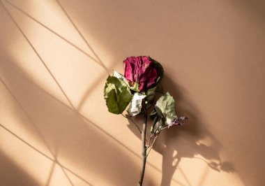 Kurumuş çiçeğin düz yatağı beyaz arkaplanda kopyalanmış boşluk ile solmuş..