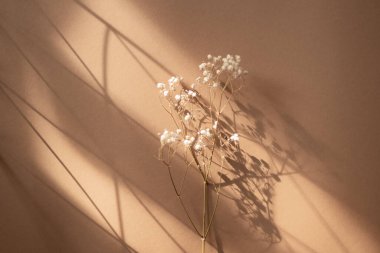 Evlilik yüzüğü ve kurutulmuş bebeğin nefesi bej arka planda çiçekler..