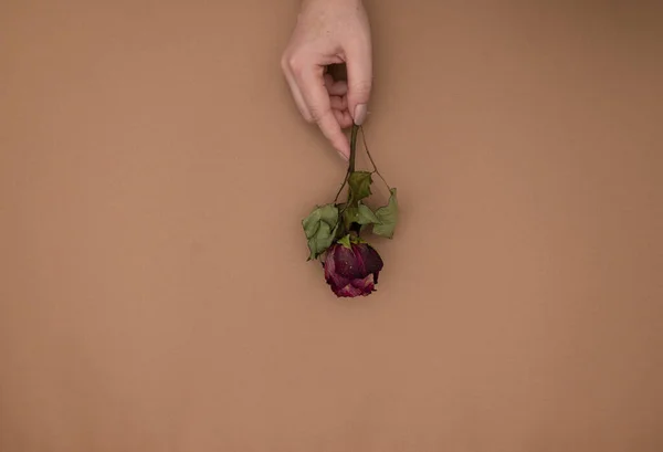 Женщина Держит Сушеную Красную Розу Бежевом Фоне — стоковое фото