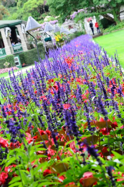 Cama Flores Primavera Salvia Nemorosa Fotos De Stock