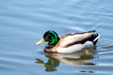 Suda erkek yaban ördeği (drake)