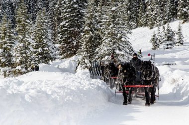 Atlar, Kanada Banff Ulusal Parkı 'nda Louise Gölü' nün etrafında turistlerle kızak çekiyorlar.