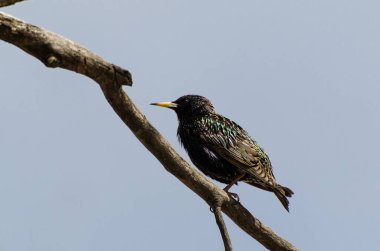Bir dalda oturan sığırcık kuşu (Sturnus vulgaris)