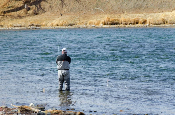 Fly Fishing Bow River Calgary — Stock Photo, Image