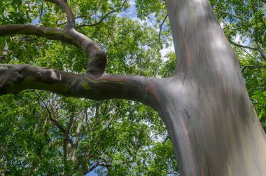Gökkuşağı (Boyalı Kabuk) Ökaliptüs
