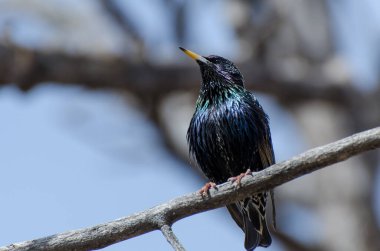 Yaygın sığırcık kuşu (Sturnus vulgaris) baharın başlarında bir dalda oturur.