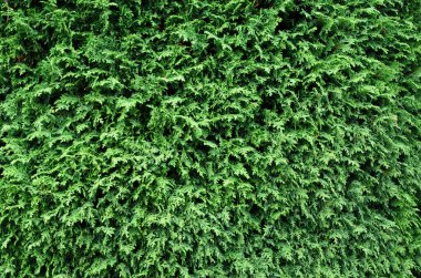 Yeşil Thuja Duvarı Arkaplanı