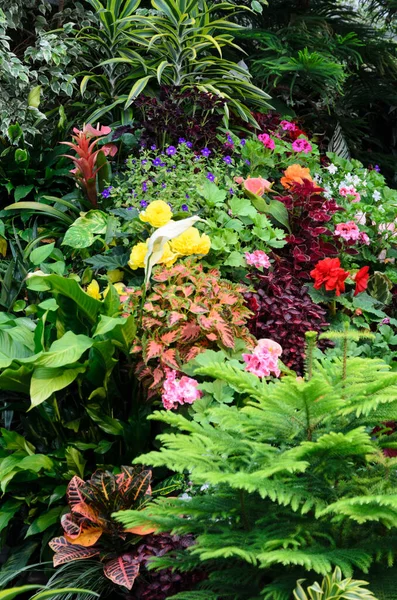 Summer Colourful Garden Corner — Stock Photo, Image