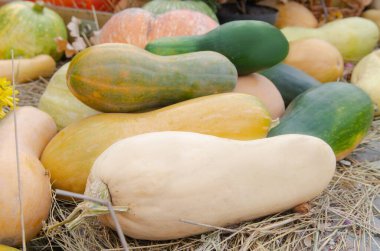 Çimlerin üzerine bir sürü farklı türde balkabağı sebzesi serilmişti. Cadılar Bayramı için balkabağı seçiyorum.